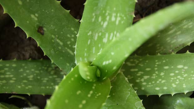 aloe-vera-for-hair-benefits-of-aloe-vera-and-how-to-use-it-for-beautiful-and-strong-hair