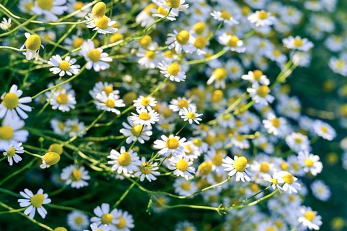 Chamomile