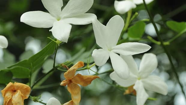 jasmine-essential-oils-in-expensive-designer-perfumes