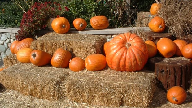 pumpkin-and-coconut-oil-hair-mask-recipe