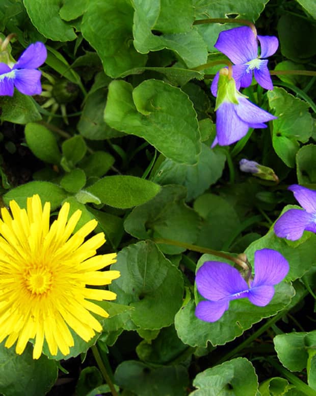 wild-violet-and-dandelion-bath-tea-recipe